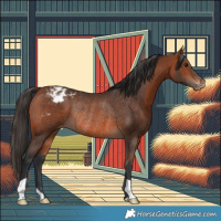 Horse Color:Bay Appaloosa Rabicano 