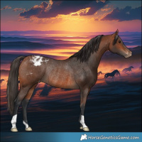 Horse Color:Bay Appaloosa Rabicano 