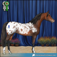 Horse Color:Bay Appaloosa Rabicano 