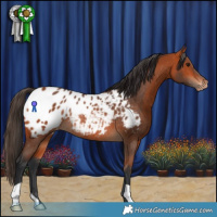 Horse Color:Bay Appaloosa Rabicano 