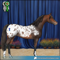 Horse Color:Bay Appaloosa Rabicano 