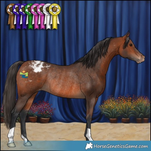 Horse Color:Bay Appaloosa Rabicano 