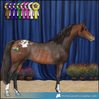 Horse Color:Bay Appaloosa Rabicano 