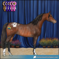 Horse Color:Bay Appaloosa Rabicano 