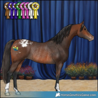 Horse Color:Bay Varnish Rabicano 