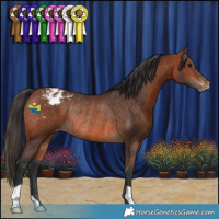 Horse Color:Bay Appaloosa Rabicano 