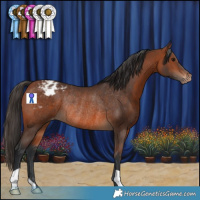 Horse Color:Bay Appaloosa Rabicano 