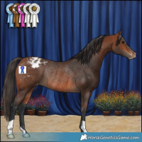 Horse Color:Bay Varnish Rabicano 