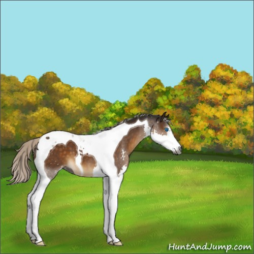 Horse Color:Gray Silver Buckskin Splash Tobiano 