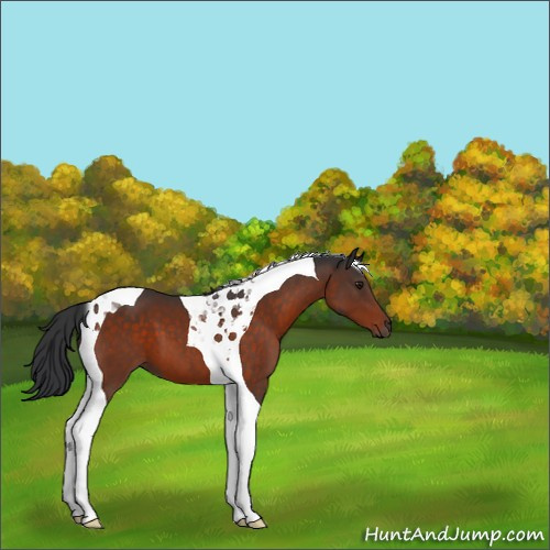 Horse Color:Brown Tobiano 
