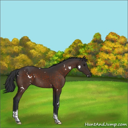 Horse Color:White Spotted Brown Tobiano 