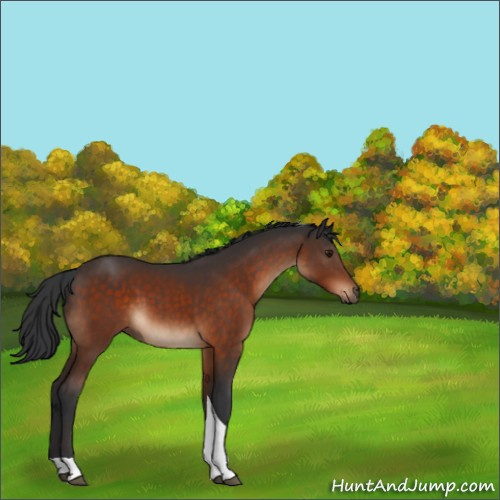 Horse Color:Brown Sabino Tobiano 