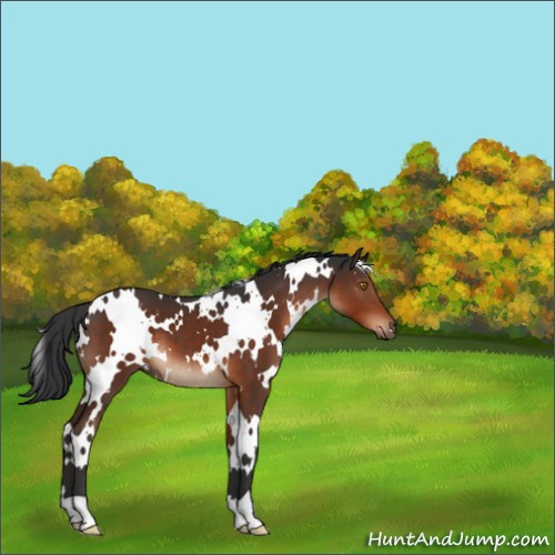 Horse Color:White Spotted Brown 