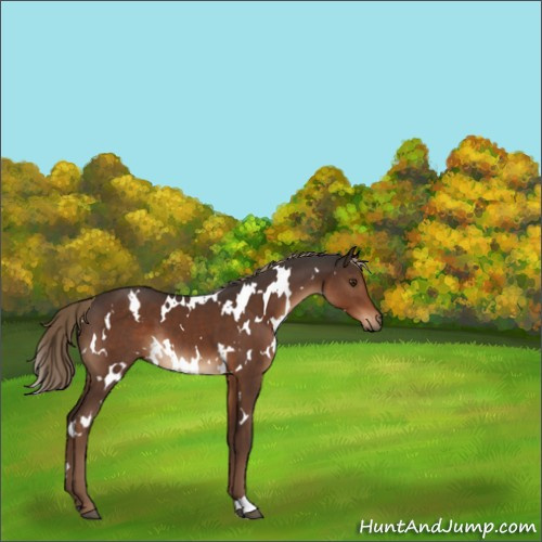 Horse Color:White Spotted Liver Chestnut 