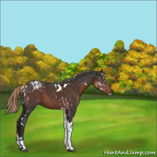 Horse Color:White Spotted Liver Chestnut Tobiano 