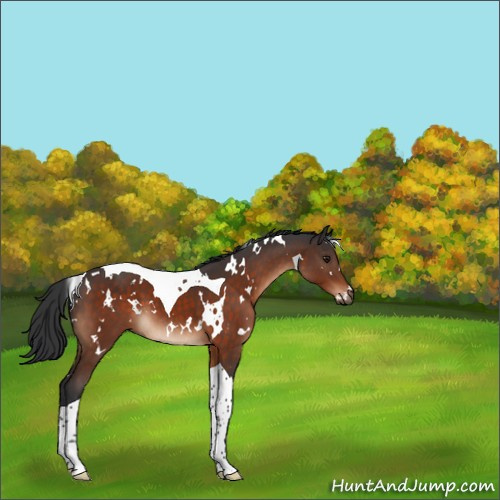Horse Color:White Spotted Brown Tobiano 
