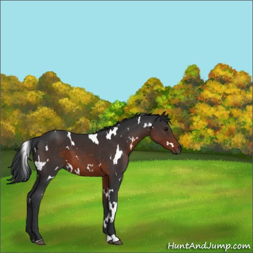 Horse Color:White Spotted Brown 