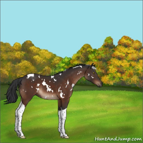Horse Color:White Spotted Brown Tobiano 