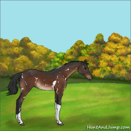 Horse Color:White Spotted Brown Tobiano 