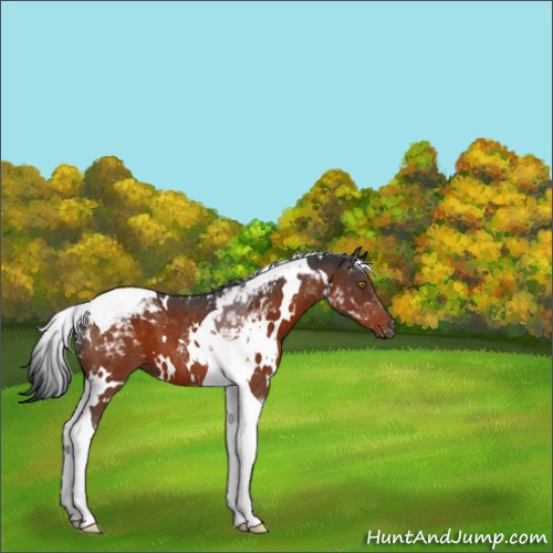 Horse Color:White Spotted Brown Tobiano 