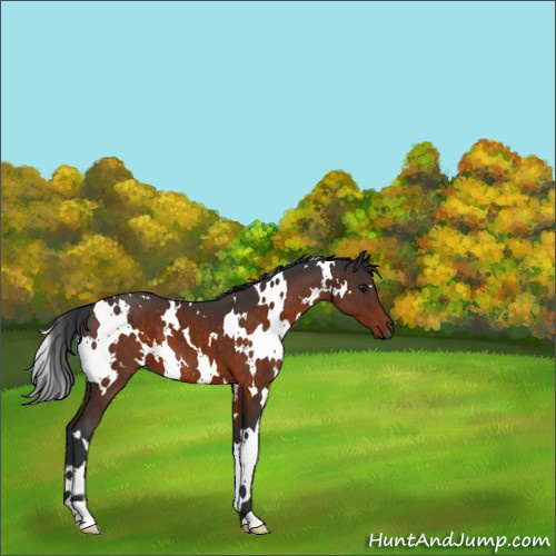 Horse Color:White Spotted Brown 