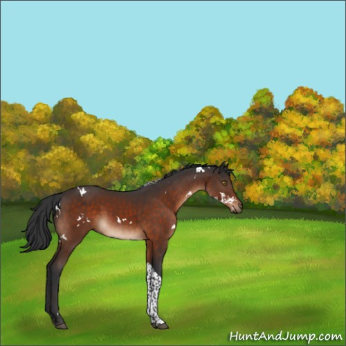 Horse Color:White Spotted Brown Tobiano 