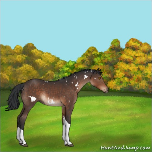 Horse Color:White Spotted Brown Tobiano 