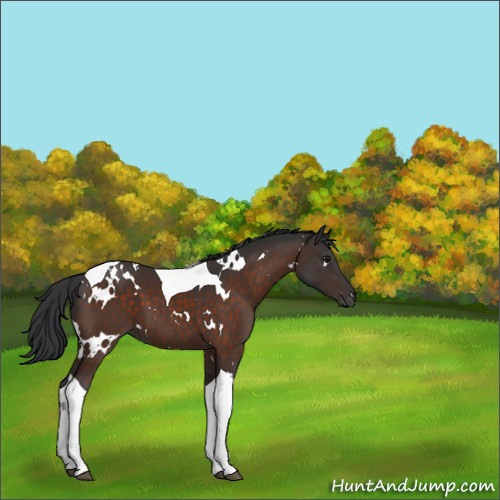Horse Color:White Spotted Brown Tobiano 
