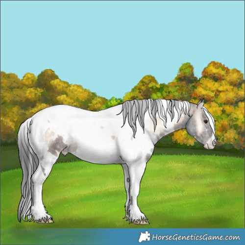 Horse Color:White Spotted Liver Red Onyx Tobiano Appaloosa 