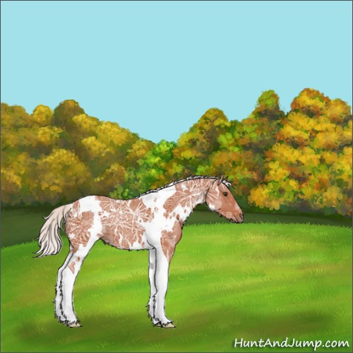 Horse Color:White Spotted Silver Bay Ice Tobiano 