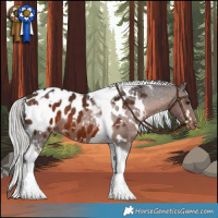 Horse Color:White Spotted Silver Brown Tobiano Appaloosa