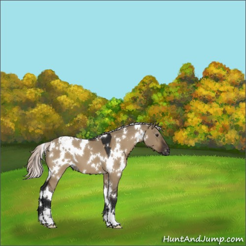 Horse Color:Gray White Spotted Silver Brown Dun Sabino Appaloosa 