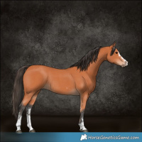 Horse Color:Bay Sabino Rabicano