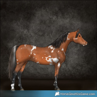 Horse Color:White Spotted Bay 