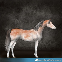 Horse Color:White Spotted Bay