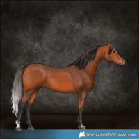Horse Color:Bay Sabino