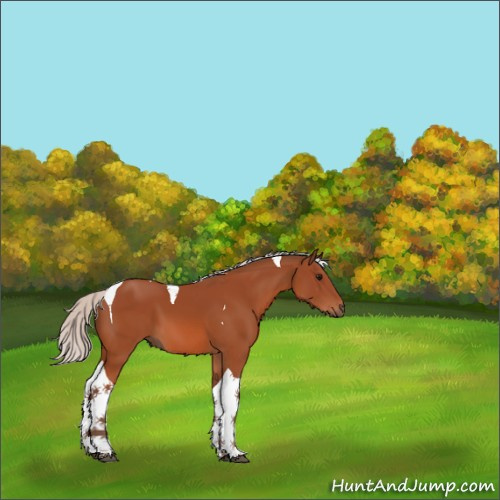 Horse Color:Silver Bay Tobiano 