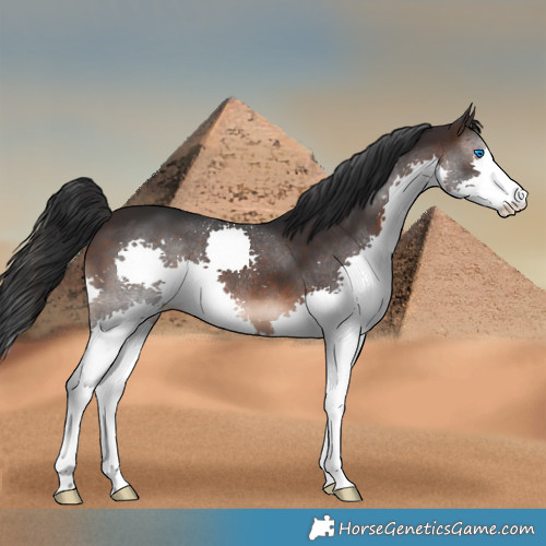 Horse Color:Brown Splash 