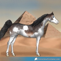 Horse Color:Brown Splash 