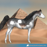 Horse Color:Brown Splash