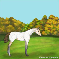 Horse Color:White Spotted Buckskin Ice Roan Appaloosa
