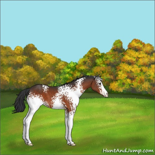 Horse Color:White Spotted Brown 