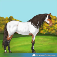 Horse Color:Bay Appaloosa 