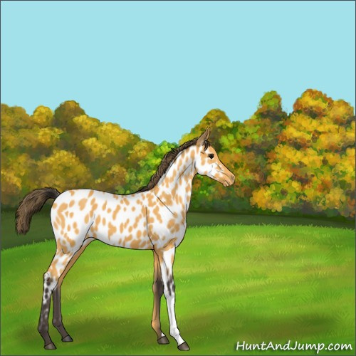 Horse Color:Buckskin Appaloosa 