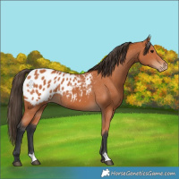 Horse Color:Bay Appaloosa 
