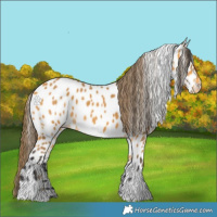 Horse Color:Buckskin Appaloosa 