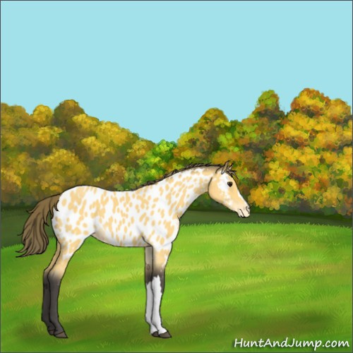 Horse Color:Buckskin Appaloosa 