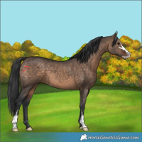 Horse Color:Brown Dun Sabino 