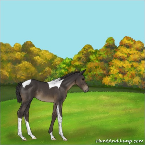 Horse Color:Smoky Black Tobiano 