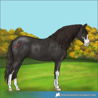 Horse Color:Liver Chestnut Sabino 